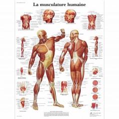 Planche anatomique La musculature