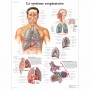 Le système respiratoire 