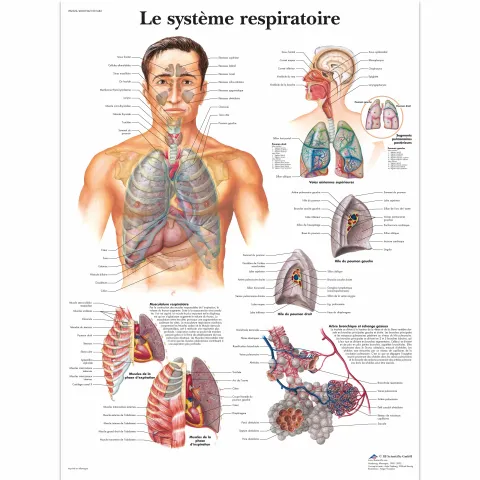 Le système respiratoire