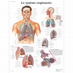Planche anatomique du système respiratoire