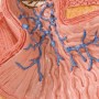 Affections de l'oesophage 