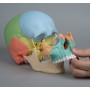 Crâne humain couleur 22 pièces Erler Zimmer