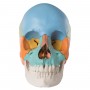 Crâne articulé 22 parties 3B scientific couleur 