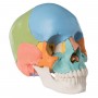 Crâne articulé 22 parties 3B scientific couleur 