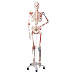 Squelette humain de luxe Sam, sur support à 5 roulettes