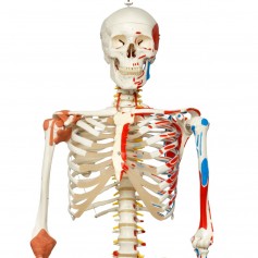 Squelette de luxe Sam, sur support suspendu