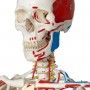 Squelette de luxe Sam, sur support suspendu 