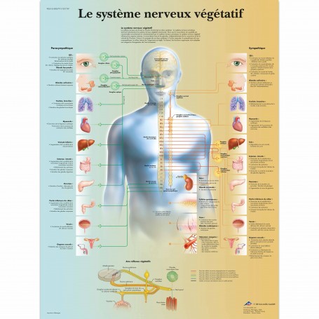 Planche anatomique du système nerveux végétatif