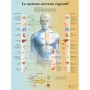 Planche anatomique du système nerveux végétatif