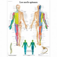 Planche anatomique des nerfs spinaux