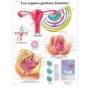 Planche anatomique Les organes génitaux féminins