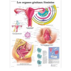 Planche anatomique Les organes génitaux féminins