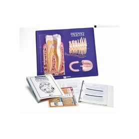 Modèle pratique d'instruction illustrant les dents 
