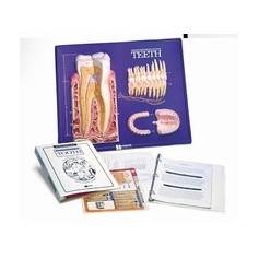Modèle pratique d'instruction illustrant les dents 