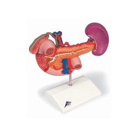 Organes postérieurs de l'épigastre 