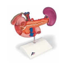 Organes postérieurs de l'épigastre