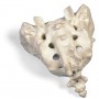 Sacrum et coccyx 