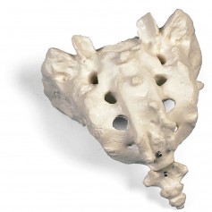 Sacrum et coccyx