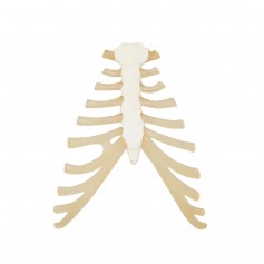 Sternum avec cartilage de la côte