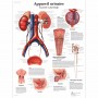 Planche Anatomique du système urinaire