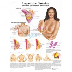 Planche Anatomique : La poitrine féminine