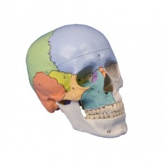 Crâne didactique 3 parties Erler Zimmer 4508