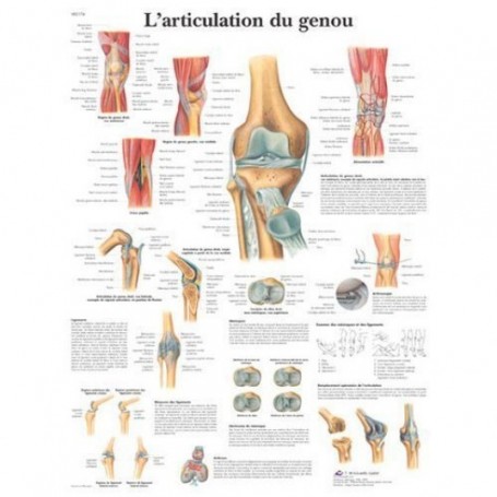 Poster anatomique anatomique de l'articulation du genou à bas prix