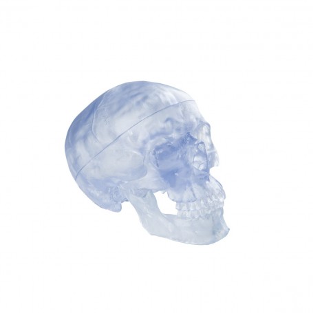 Crâne transparent, en 3 parties 