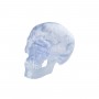 Crâne transparent, en 3 parties 