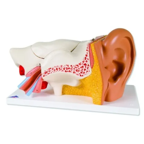 Oreille, agrandie 3 fois, en 6 parties