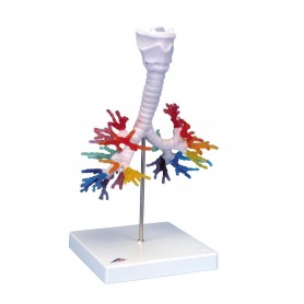 CT de l'arbre bronchique avec le larynx 