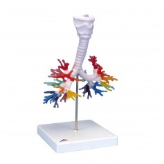 CT de l'arbre bronchique avec le larynx