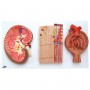 Coupe du rein, néphron, vaisseaux sanguins et corpuscules ré 