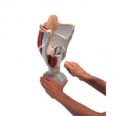 Larynx fonctionnel, agrandi 4 fois 