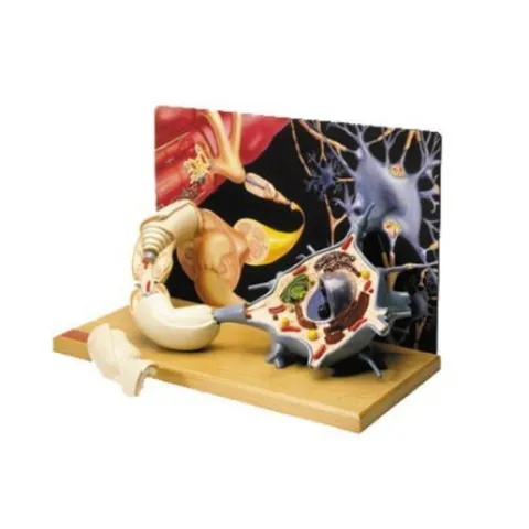 Diorama du moto-neurone