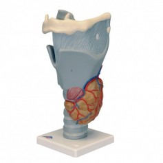 Larynx fonctionnel, agrandi 2,5 fois 