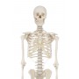 Squelette WILLi
