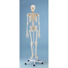 Squelette humain WILLi