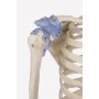 Squelette anatomique OTTO Erler Zimmer chez Toomedical à 637,00 € TTC