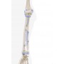 Squelette anatomique OTTO avec ligaments Erler Zimmer