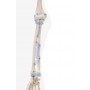 Squelette anatomique OTTO Erler Zimmer chez Toomedical à 637,00 € TTC