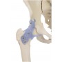 Squelette anatomique OTTO Erler Zimmer chez Toomedical à 637,00 € TTC