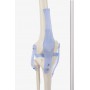 Squelette anatomique OTTO avec ligaments Erler Zimmer