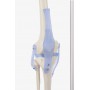 Squelette anatomique OTTO Erler Zimmer chez Toomedical à 637,00 € TTC