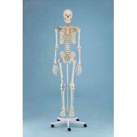 Squelette anatomique OTTO Erler Zimmer chez Toomedical à 637,00 € TTC