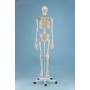 Squelette anatomique OTTO Erler Zimmer chez Toomedical à 637,00 € TTC