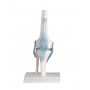 Articulation de genou avec ligaments