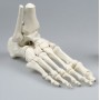 squelette de pied