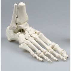 Squelette de pied avec pied début de tibia et de péroné