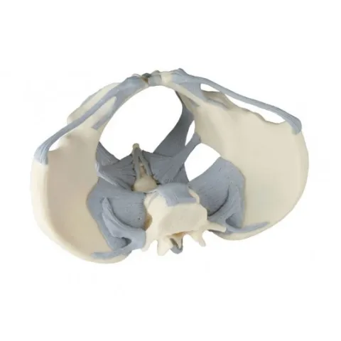 Modèle de bassin féminin avec ligaments erler zimmer